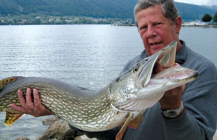 Angler hält einen Süßwasserfisch in den Händen.